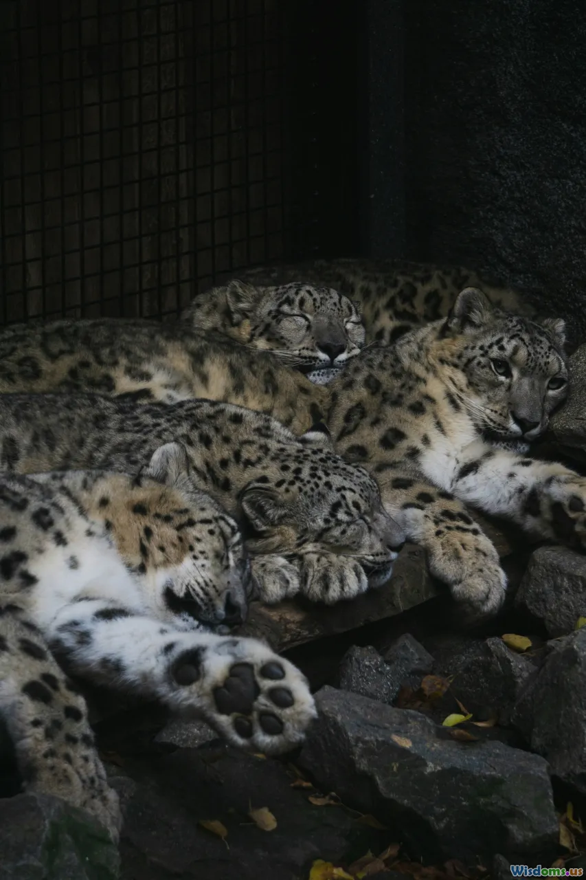amur leopard cub, zoo enclosure, breeding program, conservation genetics
