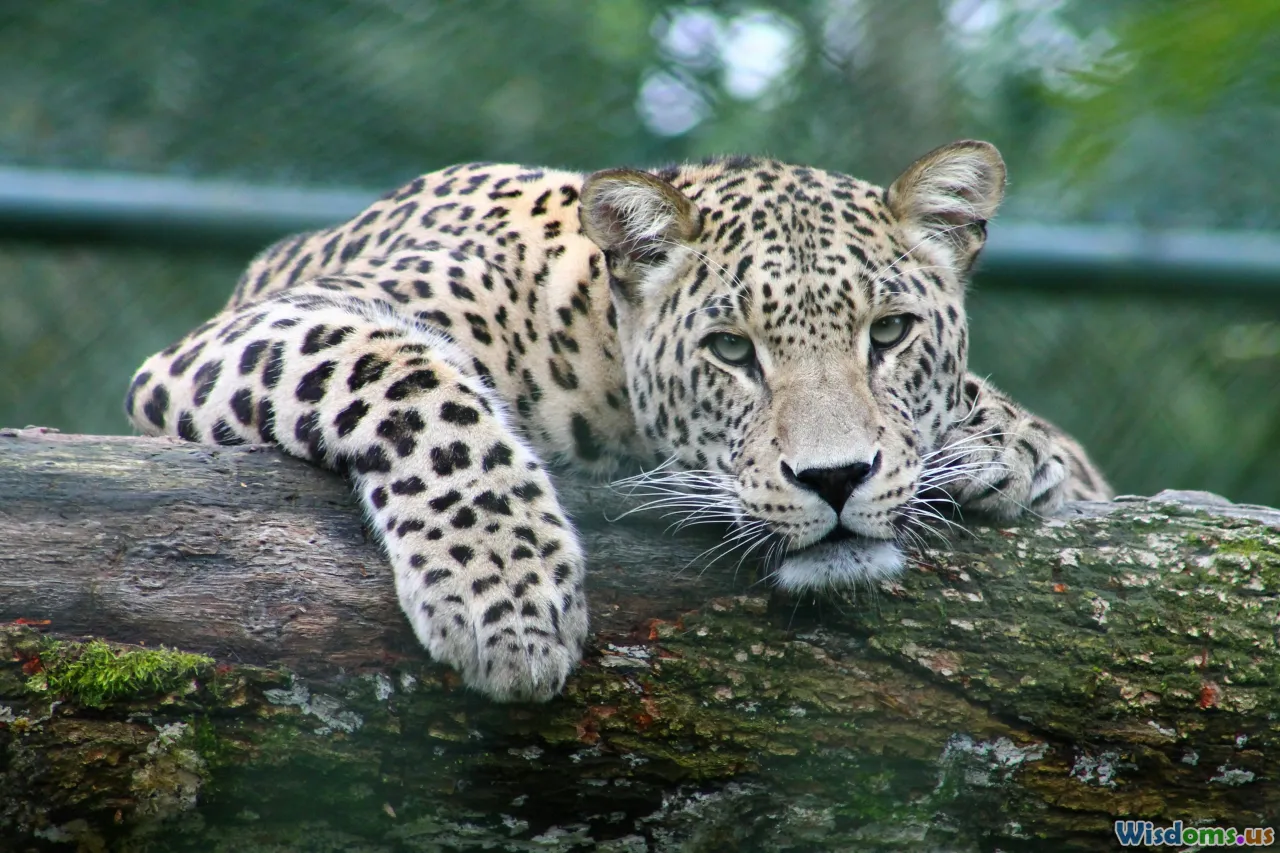 How Zoos Are Saving the Amur Leopard