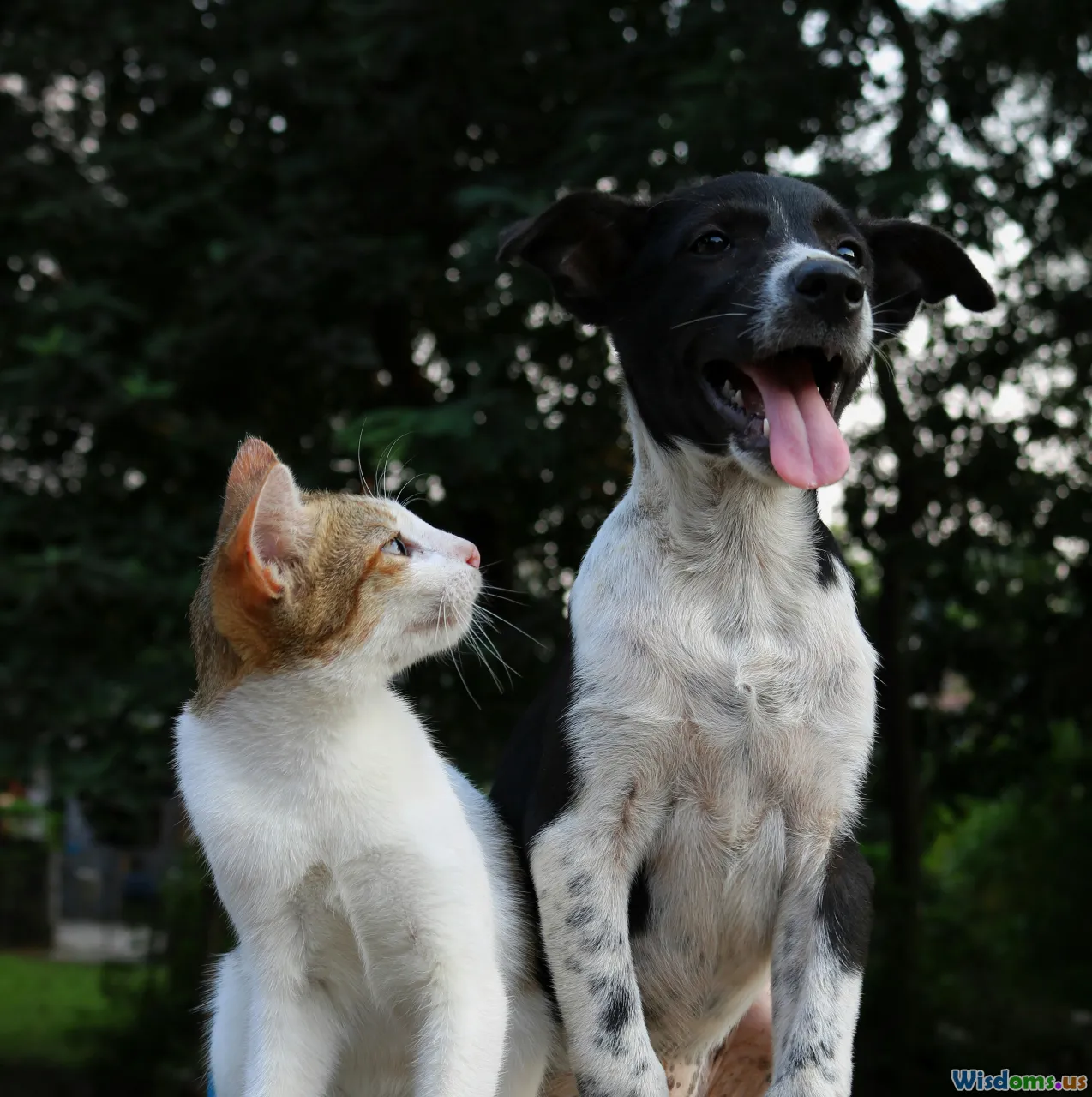 animal rescue, emotional bonds, adoption stories, dog and cat friendship