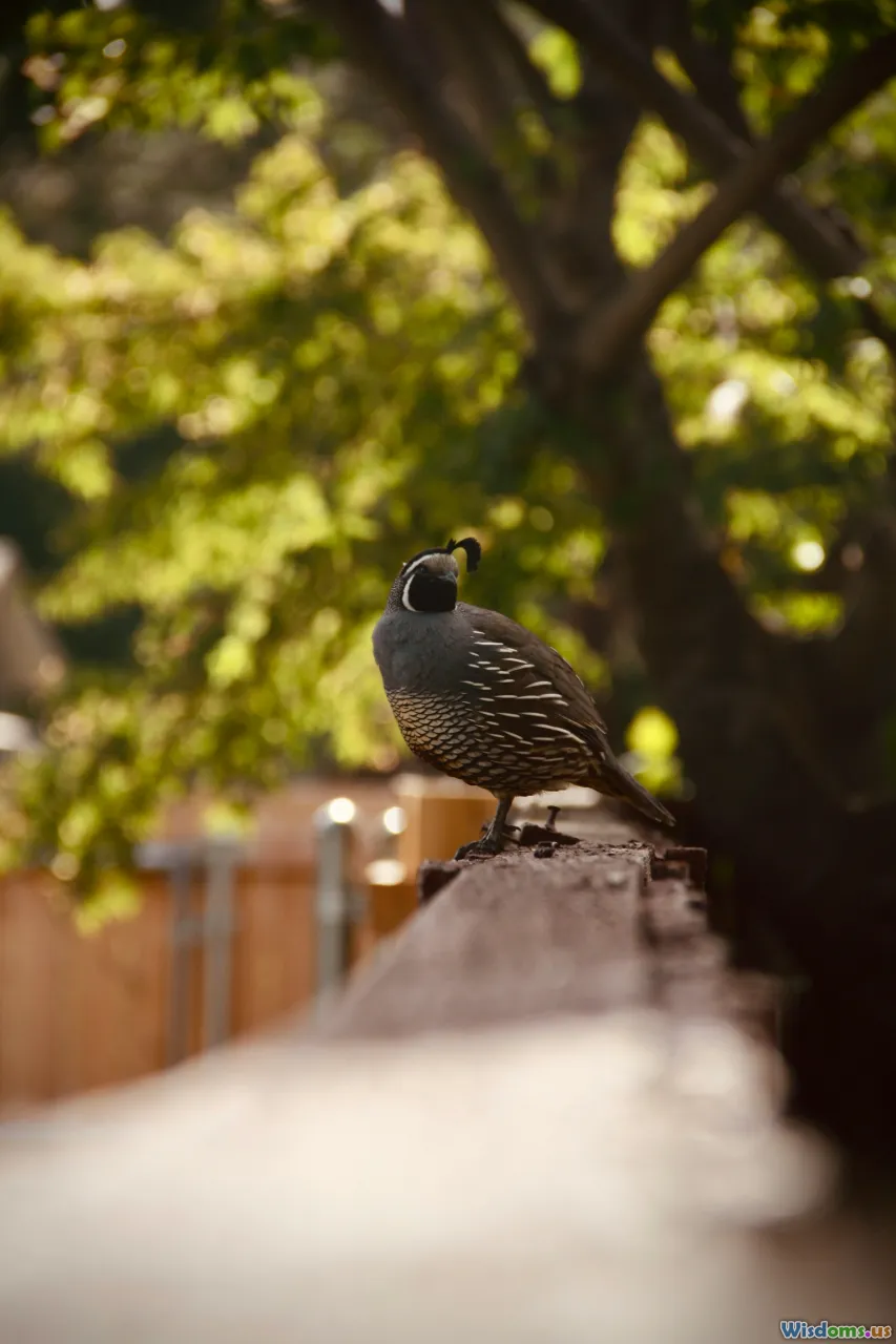 birdwatching, urban wildlife, backyard animals