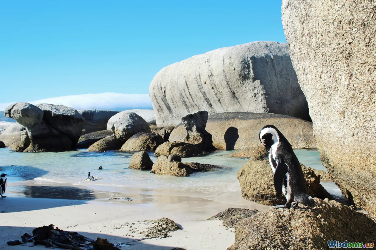 cape town, table mountain, boulders beach, penguins, adventure