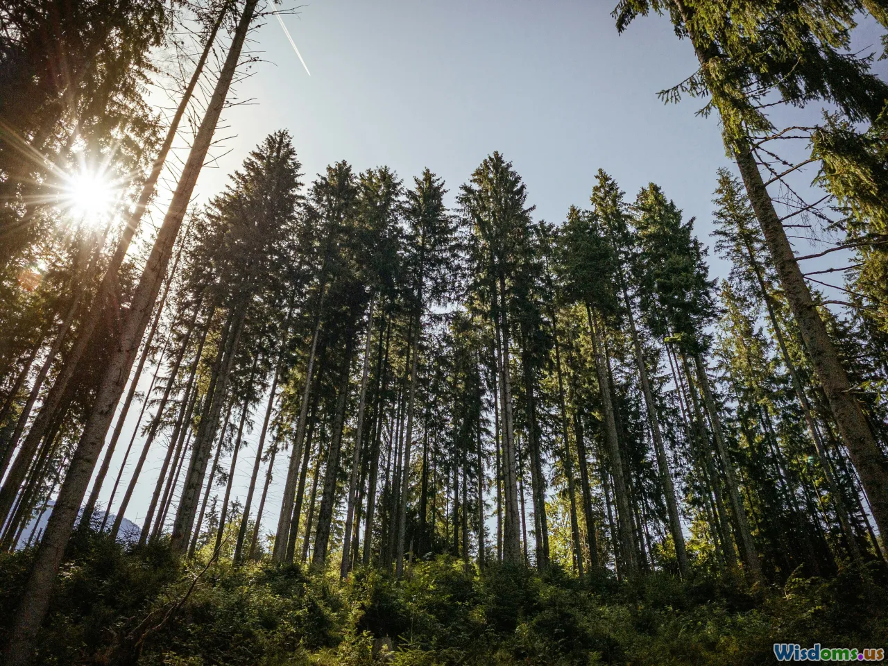 carbon credits, forest, direct air capture, verification