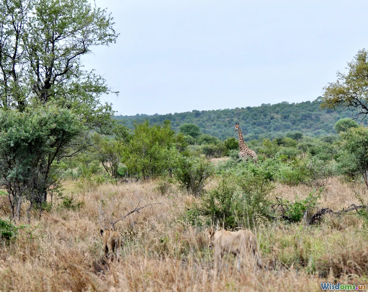 community conservancy, grazing, eco-tourism, savanna landscape