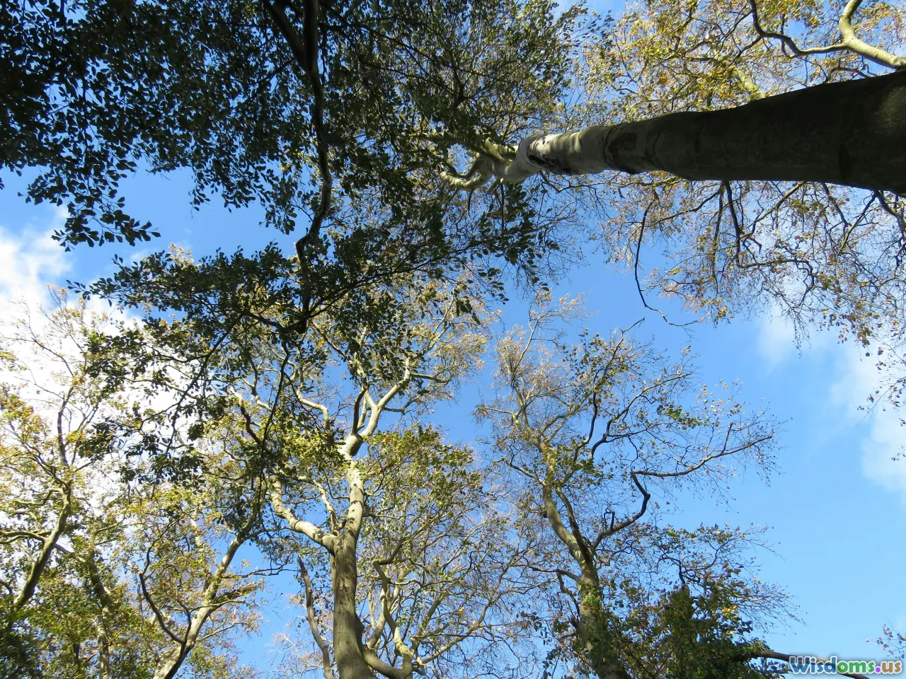 comparison, ground vs canopy, survival choices, strategy