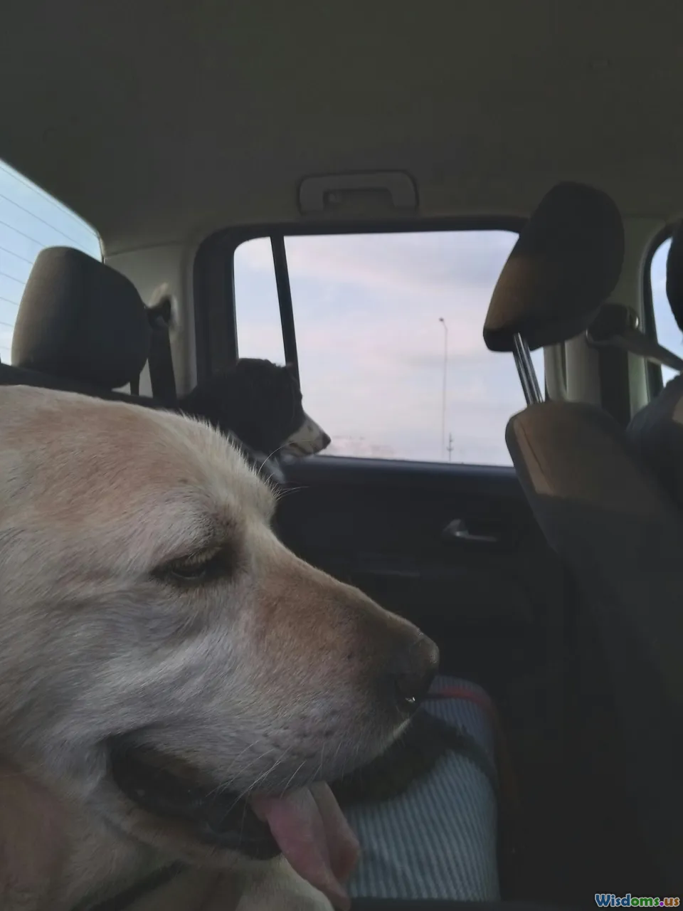 dog field trip, foster home, sleepover, outing