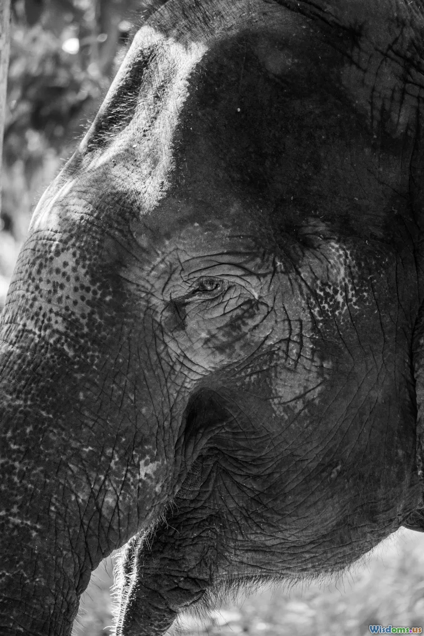 elephant brain, elephant group, memory, savannah