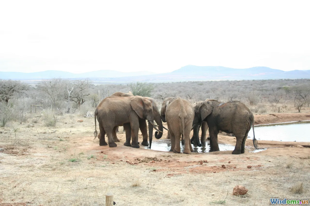 elephant experiment, science, researchers, conservation