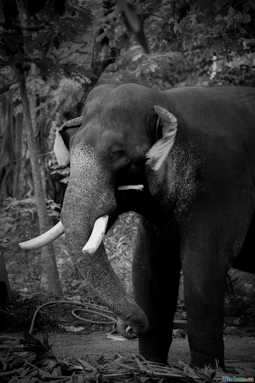 elephant mourning, empathy, social elephants, relationships