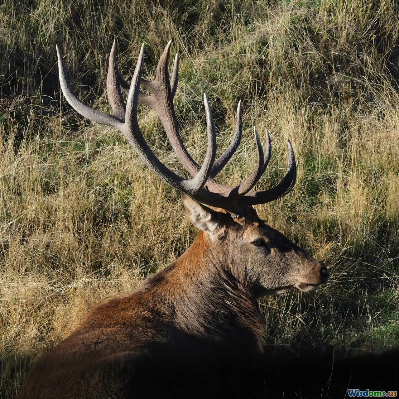 fitness, trade-offs, elk, island wildlife