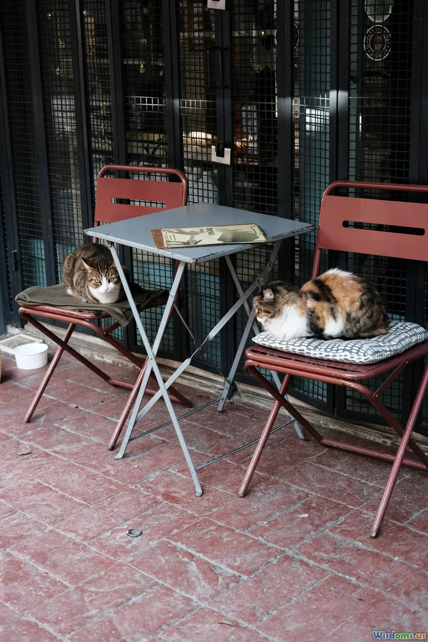 friends, socializing, urban life, cafe seating
