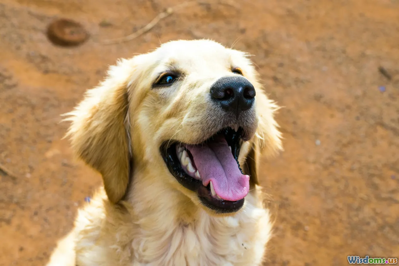 happy dog, safe play, owner and pet, success
