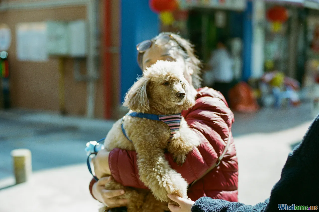 happy poodle, healthy coat, reward, owner bonding