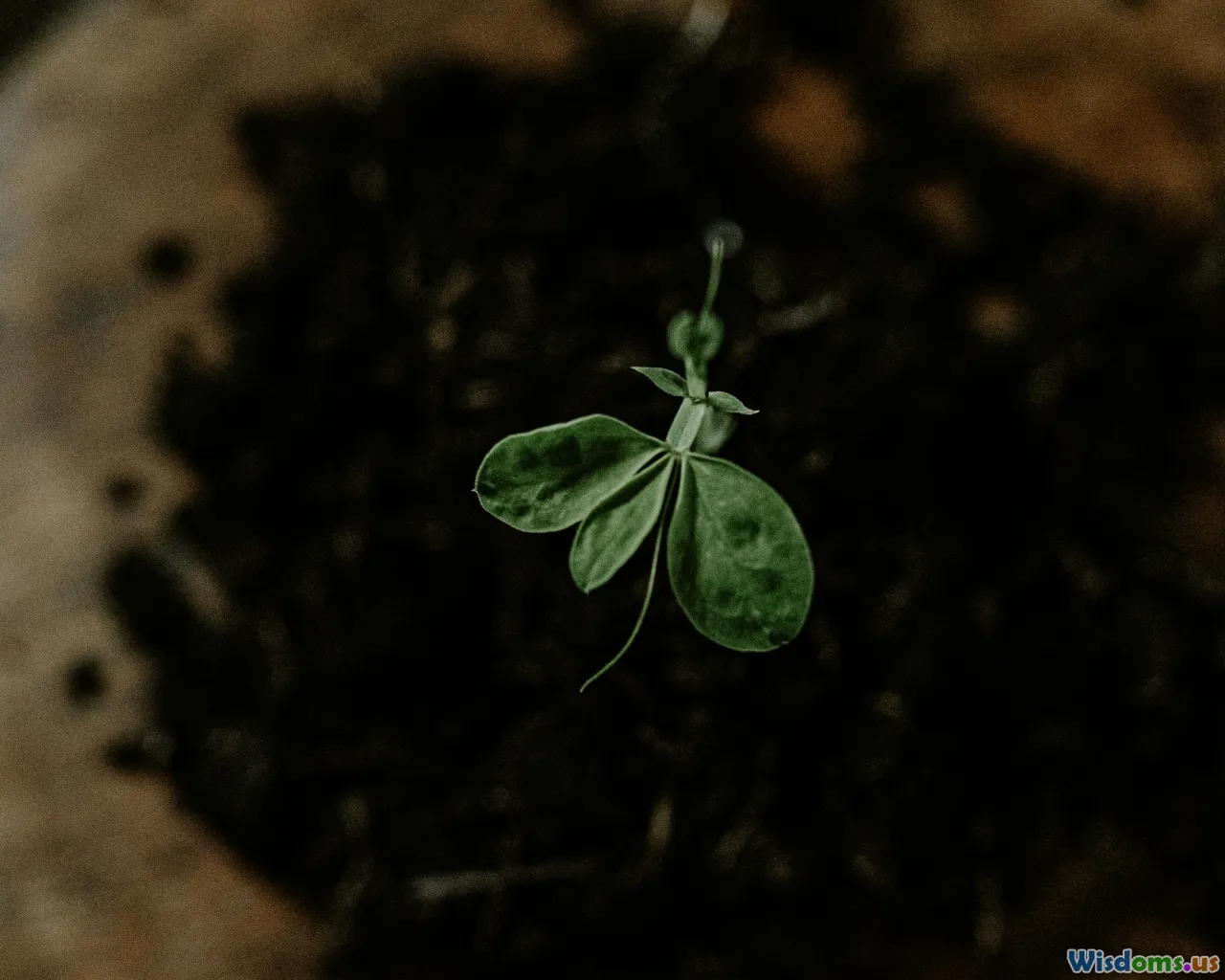 identity, purpose, self-growth