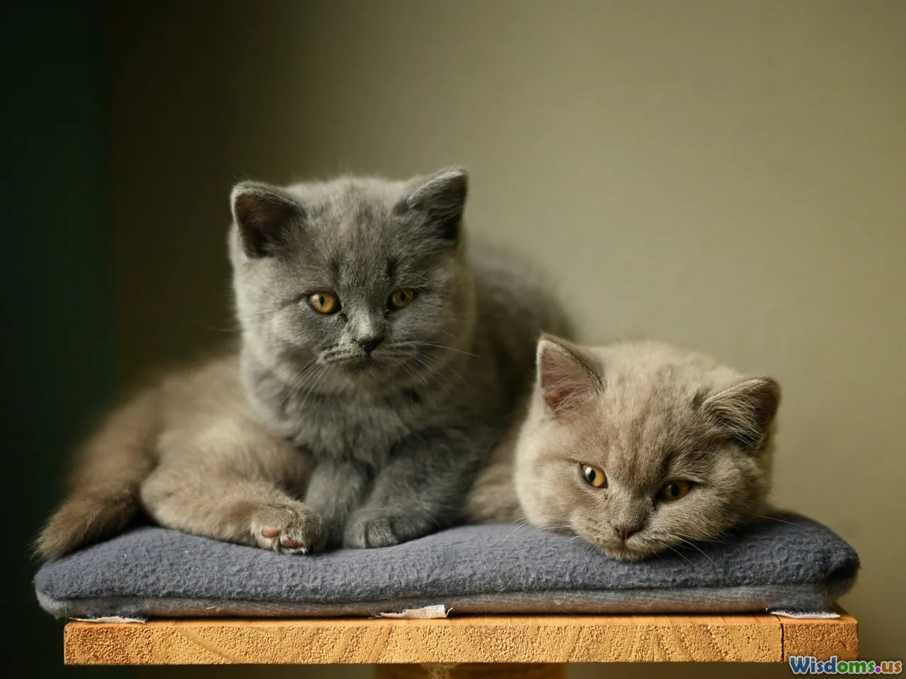 lethargic kitten, weight scale, alert kitten