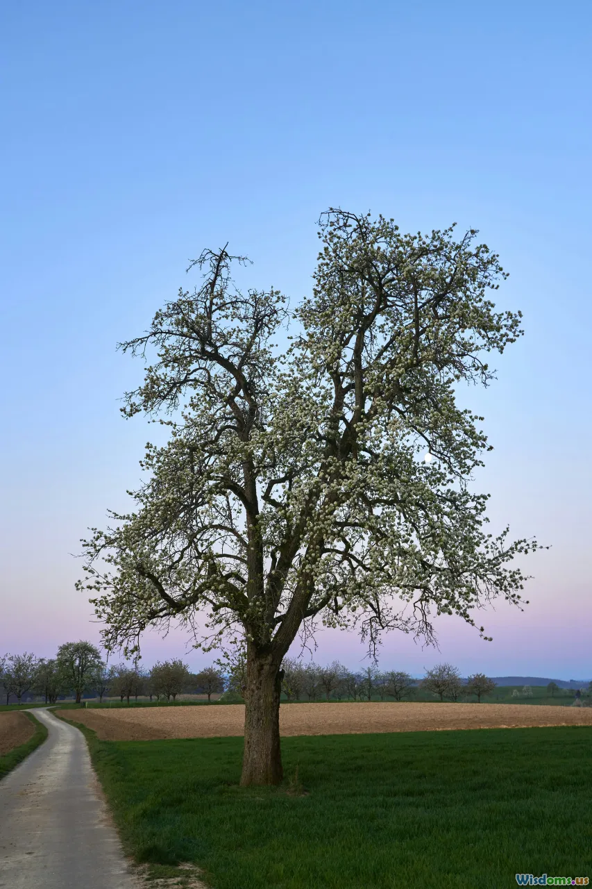 policy, options, decision tree, choices