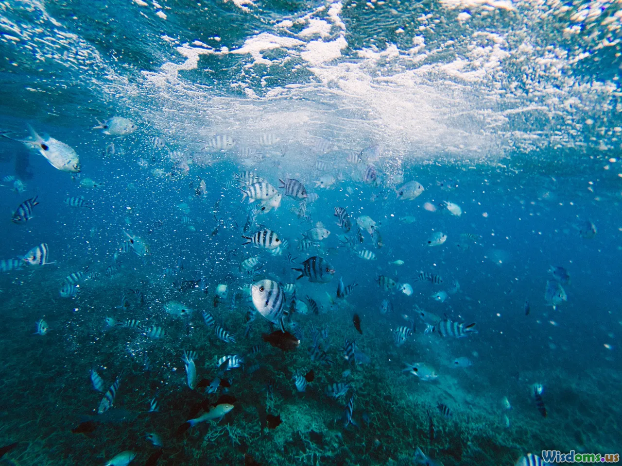 reef, eddies, bubbles, fish schools