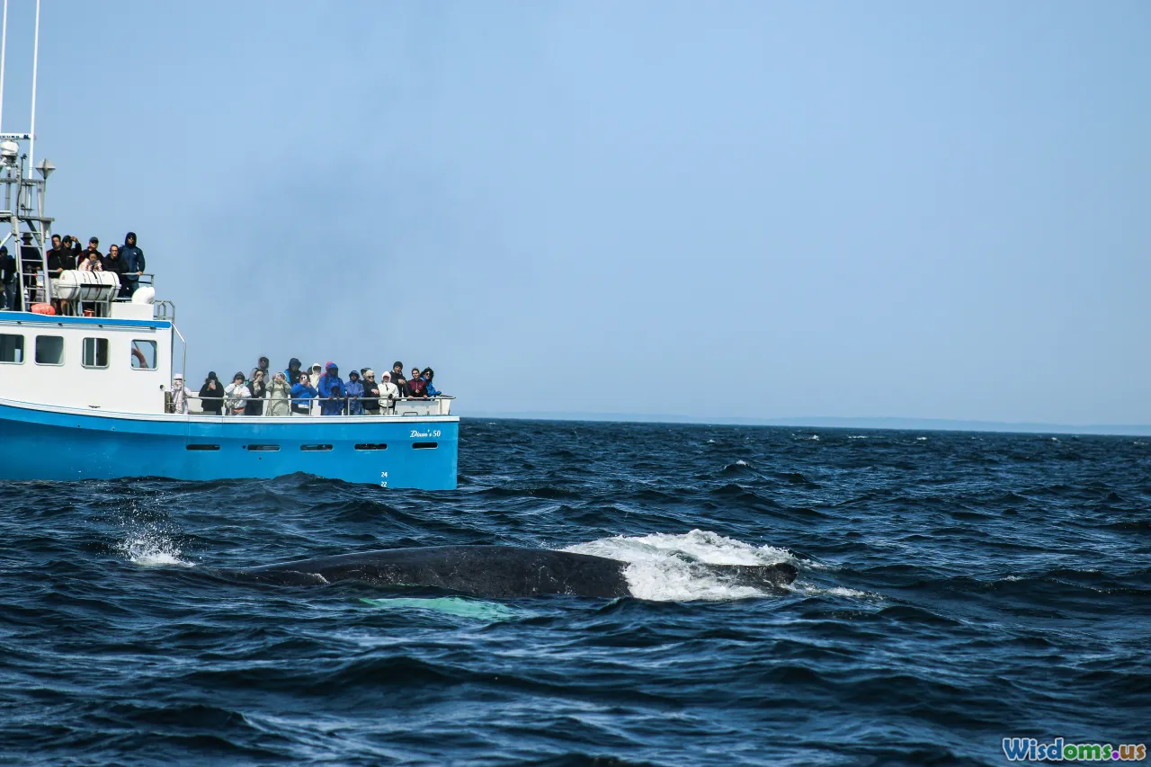researchers, monitoring, whale scientist