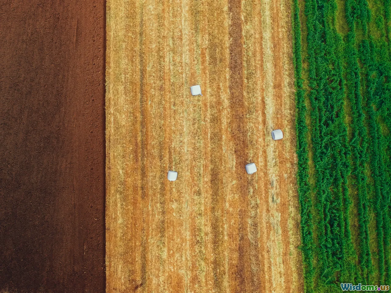 satellite, agriculture, crop management