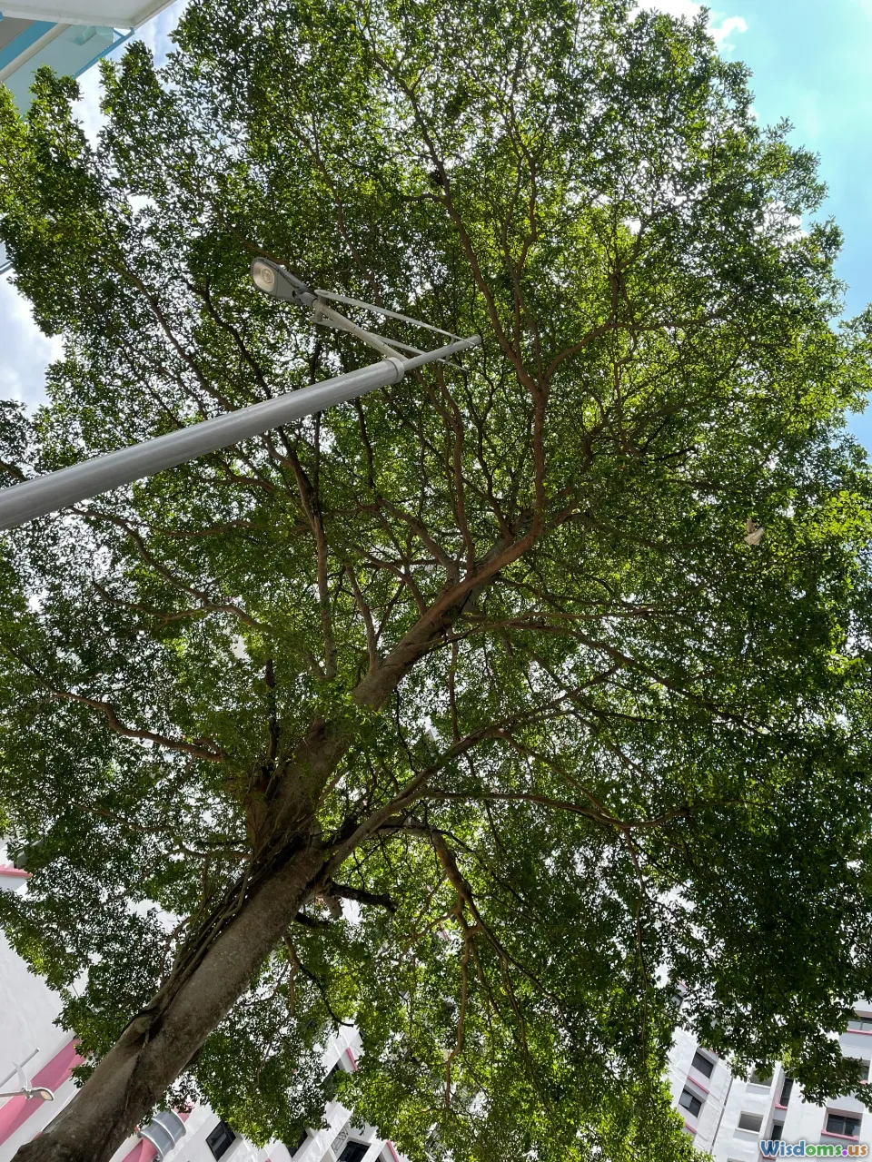 shade trees, heatwave, urban canopy, handheld thermometer