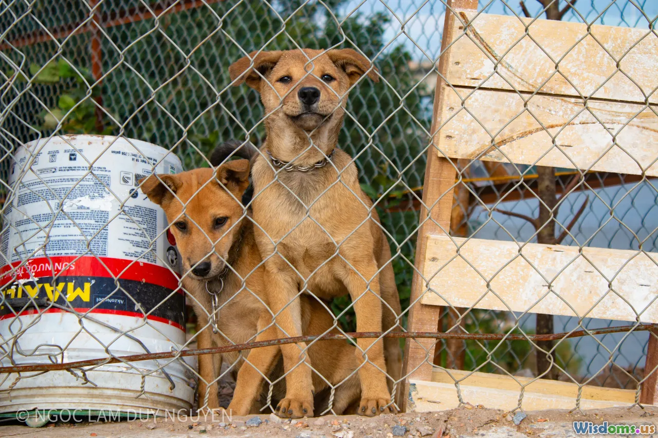 shelter pets, rural shelters, animal adoption, city dogs