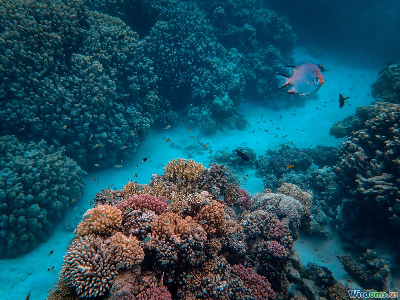 Sunda shelf, submerged city, coral reef, Southeast Asia