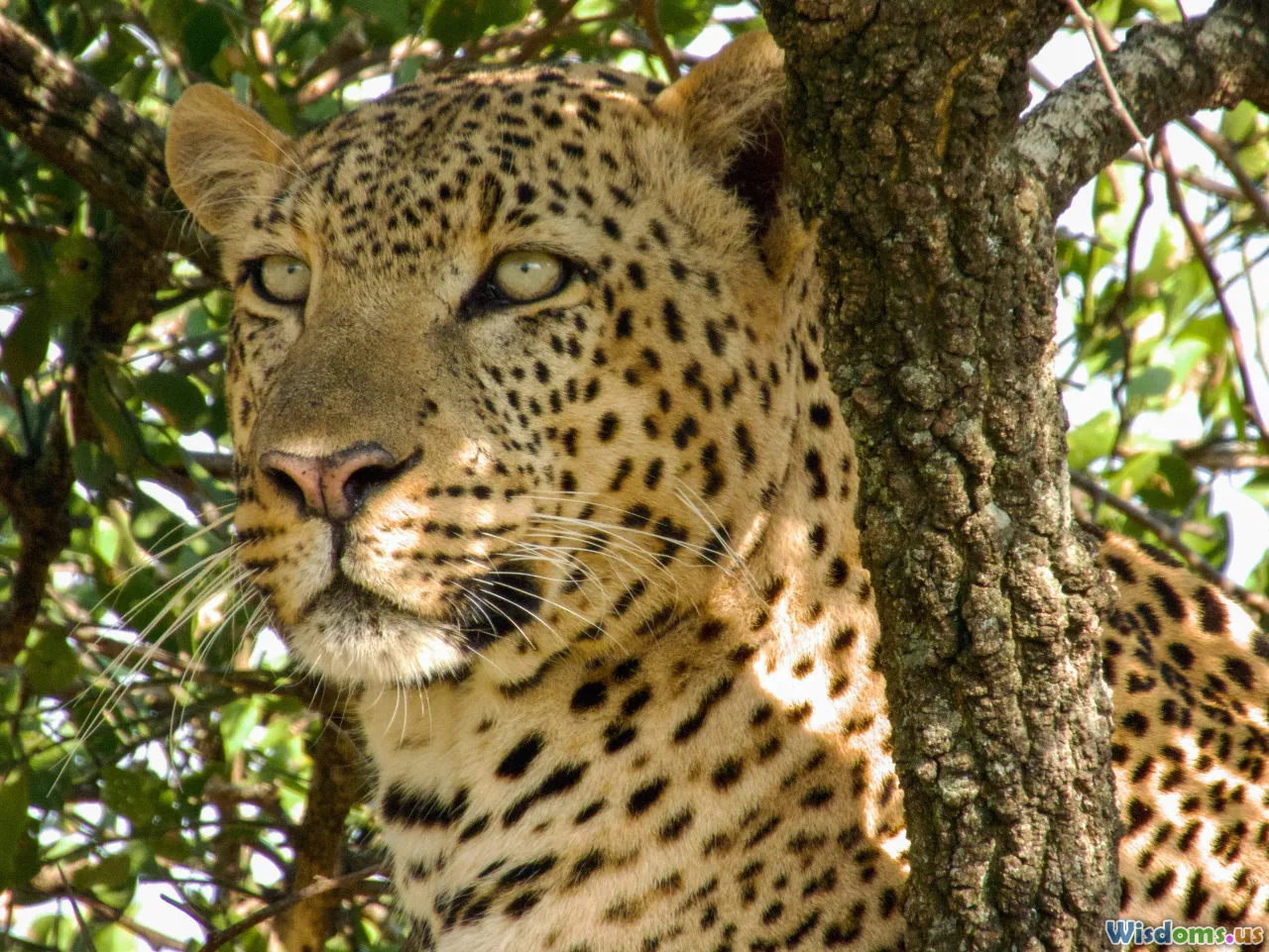 Simple Ways Anyone Can Support Wildlife Preservation