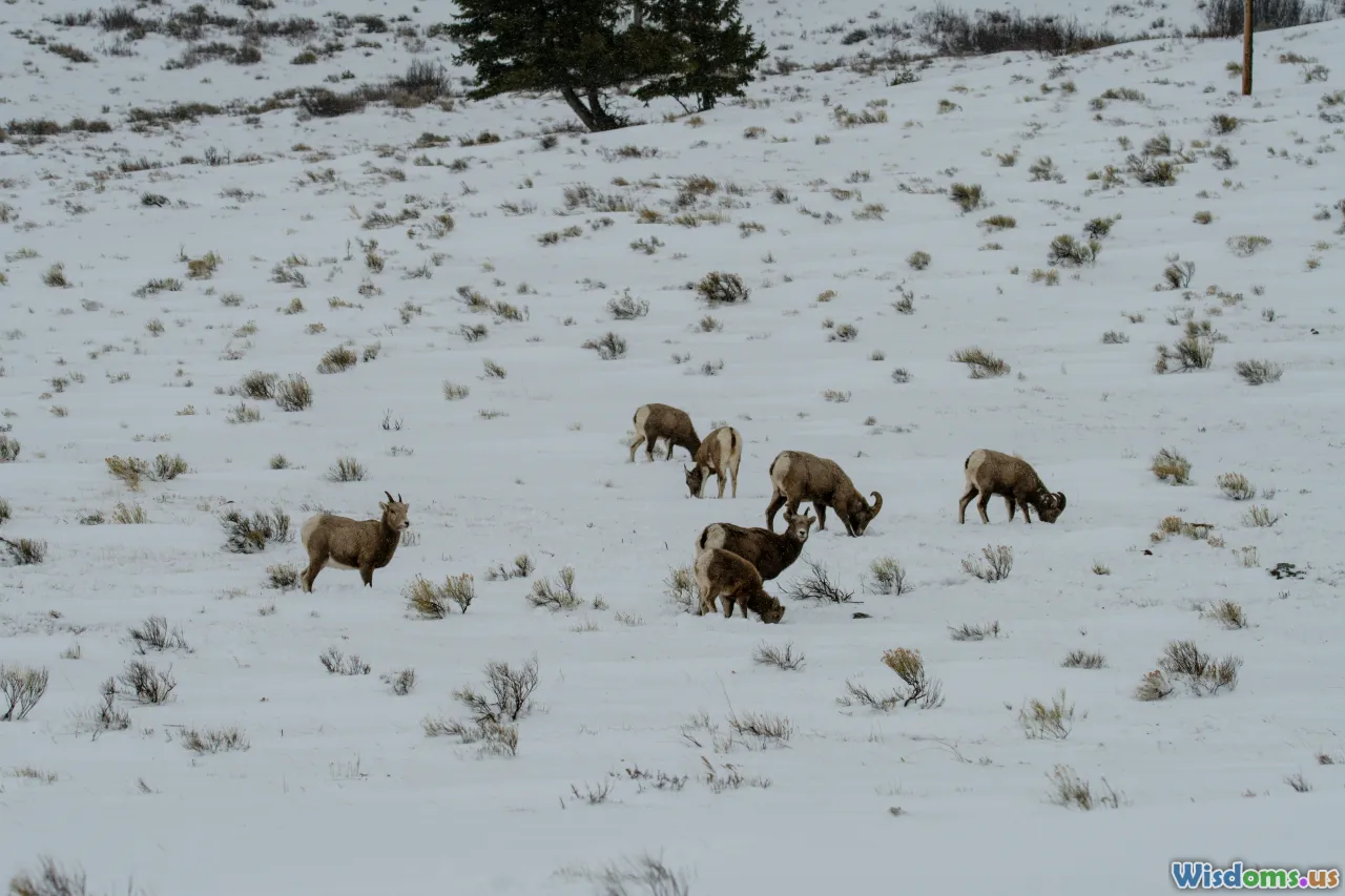 wolves, elk, predation, hunting behavior