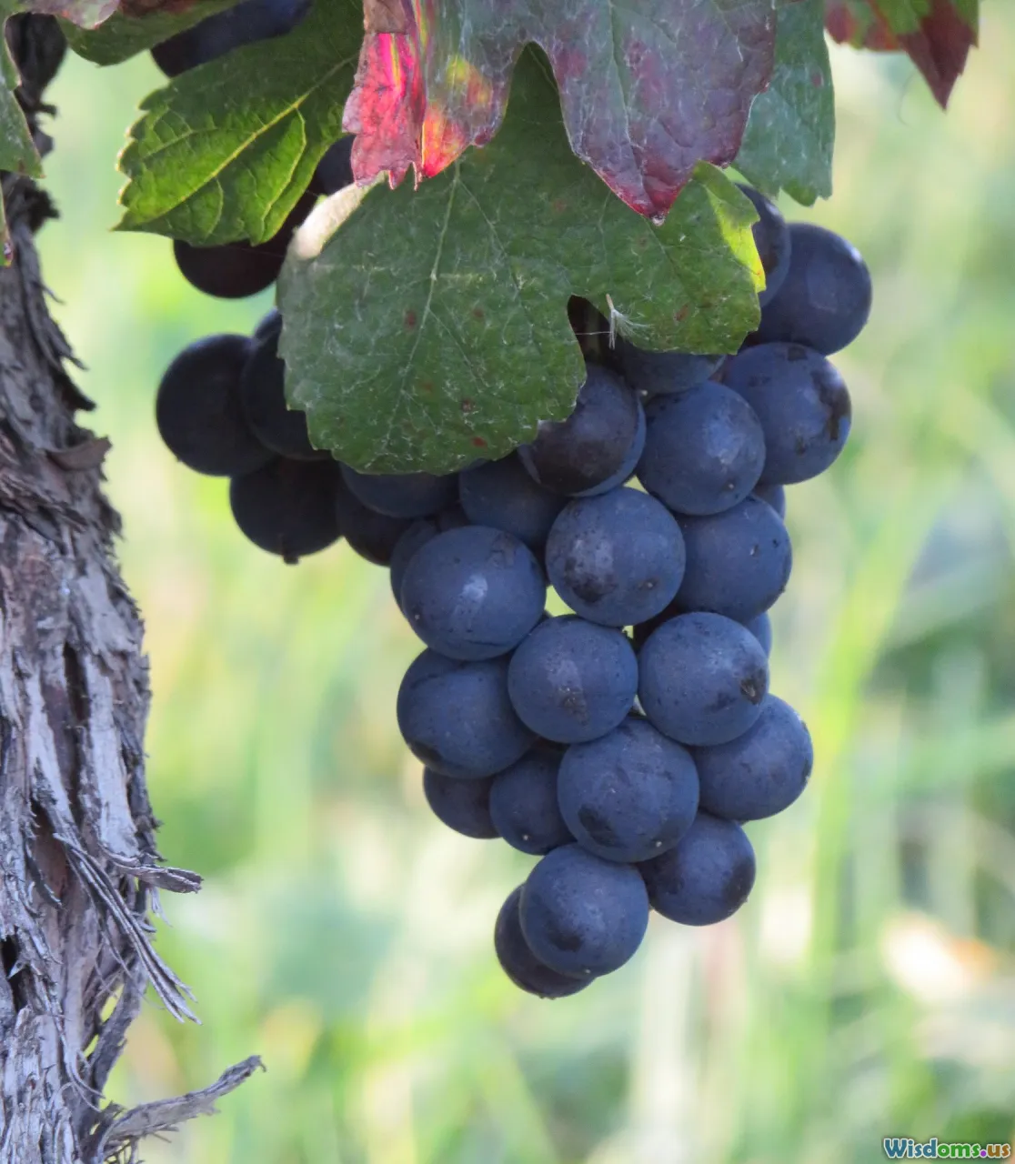 Burg Schwarzenstein, Germany, Rheingau, vineyards, romantic getaway