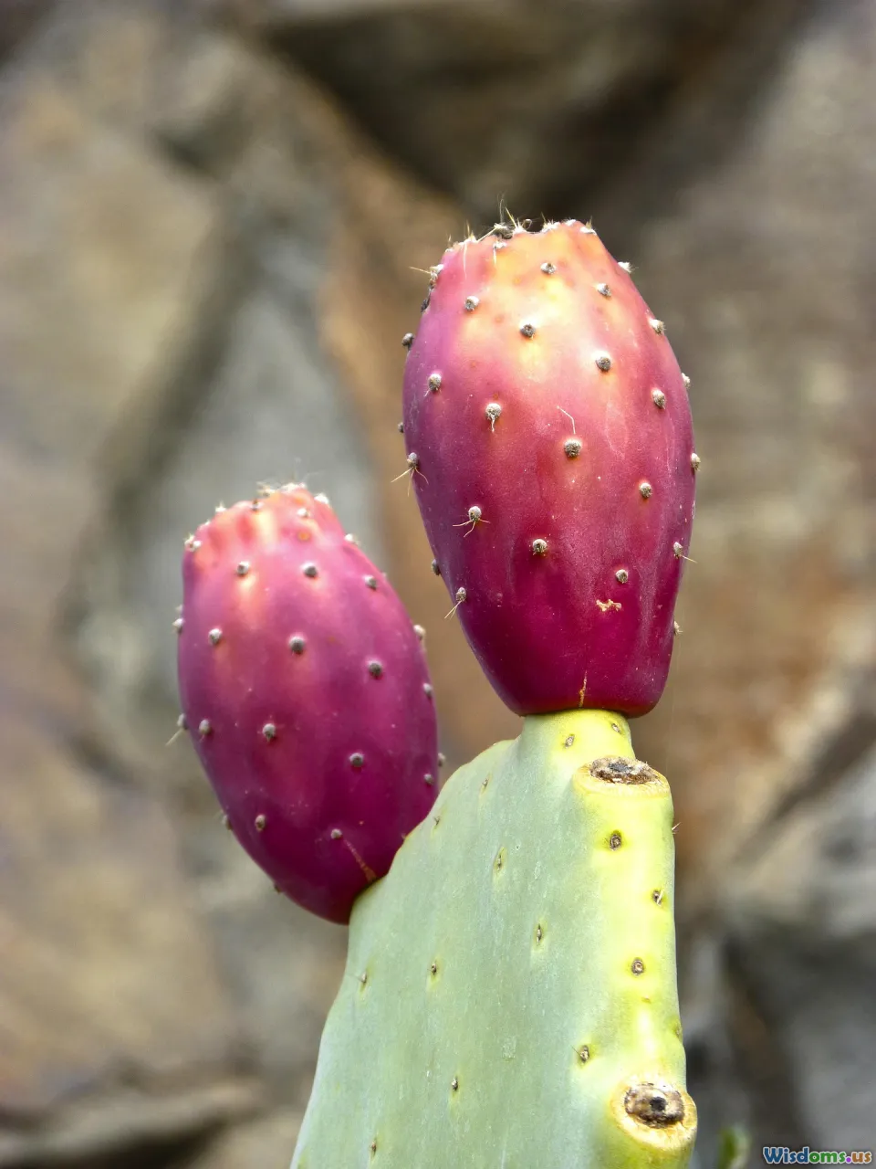 cactus_varieties, saguaro, prickly_pear, barrel_cactus