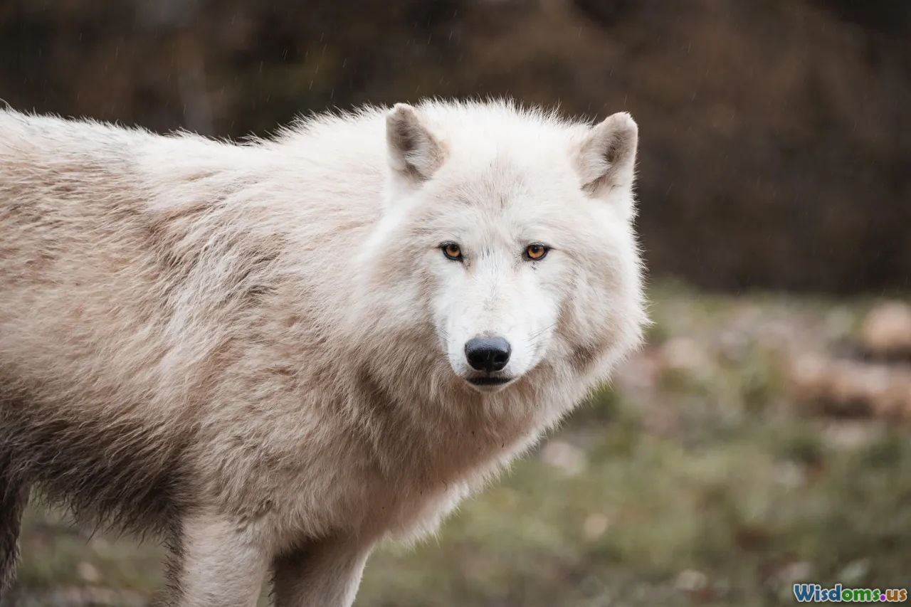 cattle_ranch, wolf_pack, open_landscape, coexistence