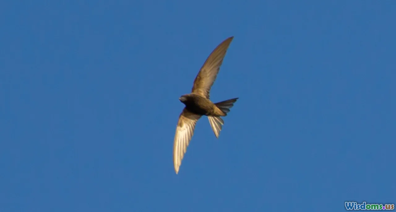 developer tips, Swift advice, keyboard, learning Swift, tips list