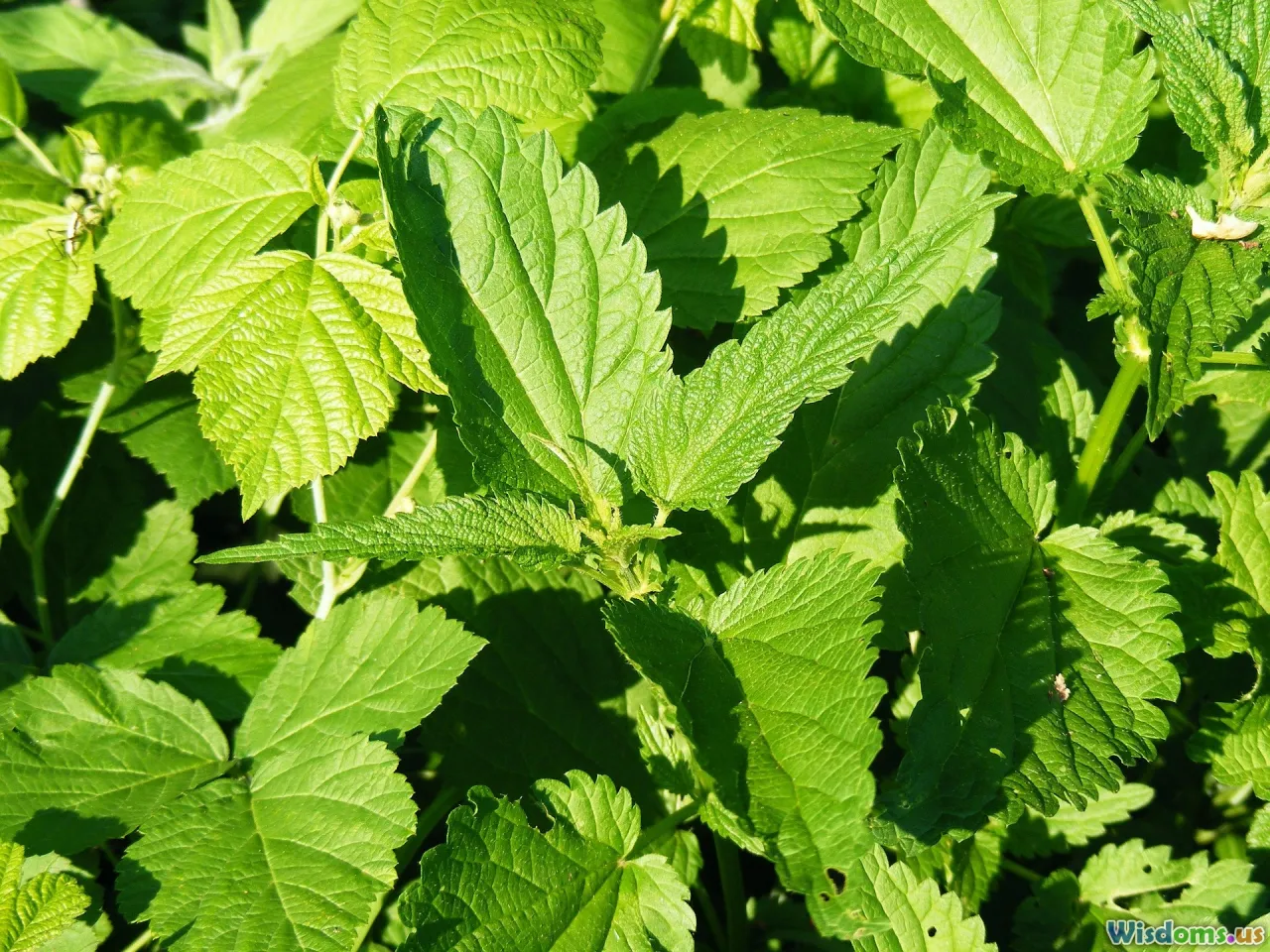 dopamine, serotonin, endorphins, oxytocin