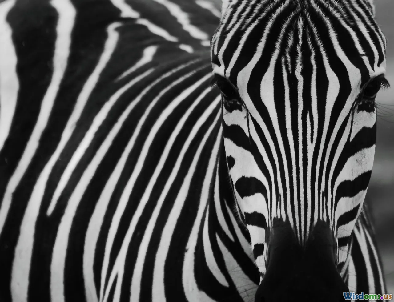 drift, zebra stripes, elephant seal, neutral variation