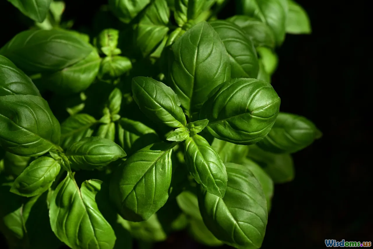 fresh herbs, harvesting, kitchen counter, cooking
