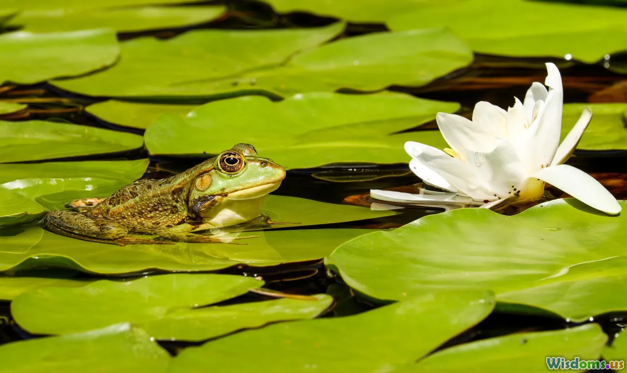 Advice for Creating Amphibian Friendly Gardens