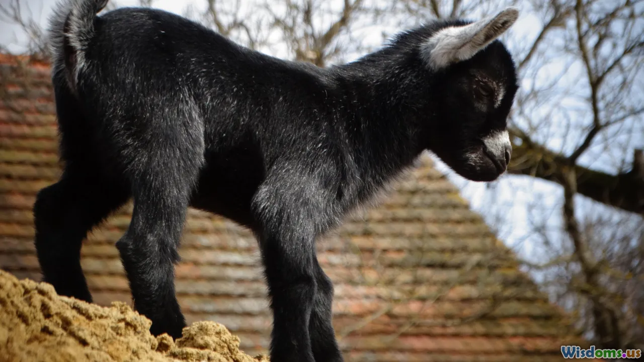 genetics, goat selection, superior bucks, improved breeds