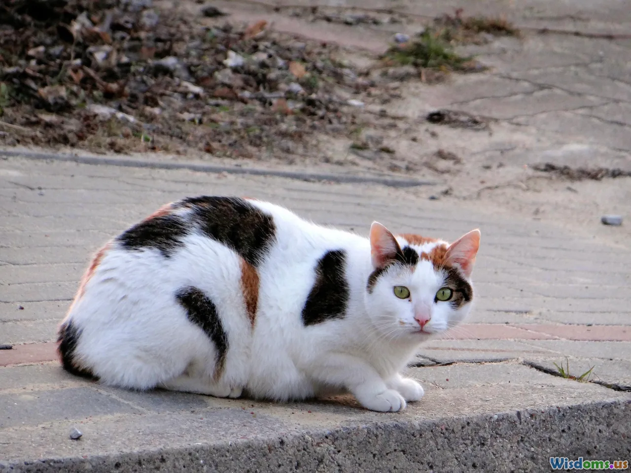 nature, subtle observation, mindfulness, slow living