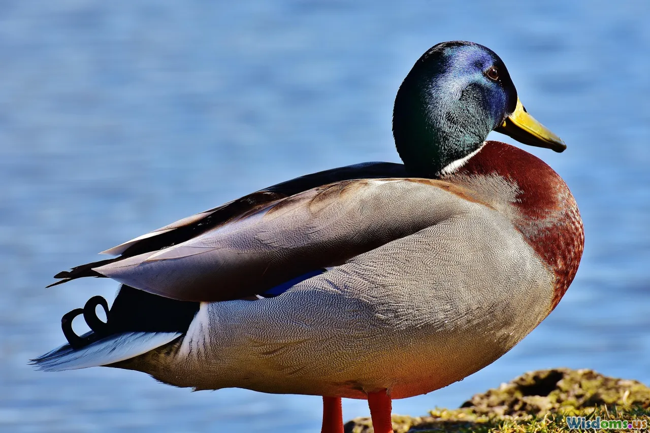 packing-list, shoes, water, schedule