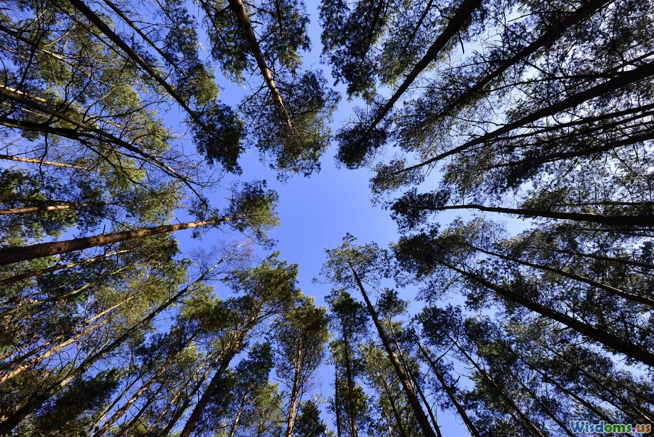 rainforest canopy, epiphytes, lianas, emergent trees