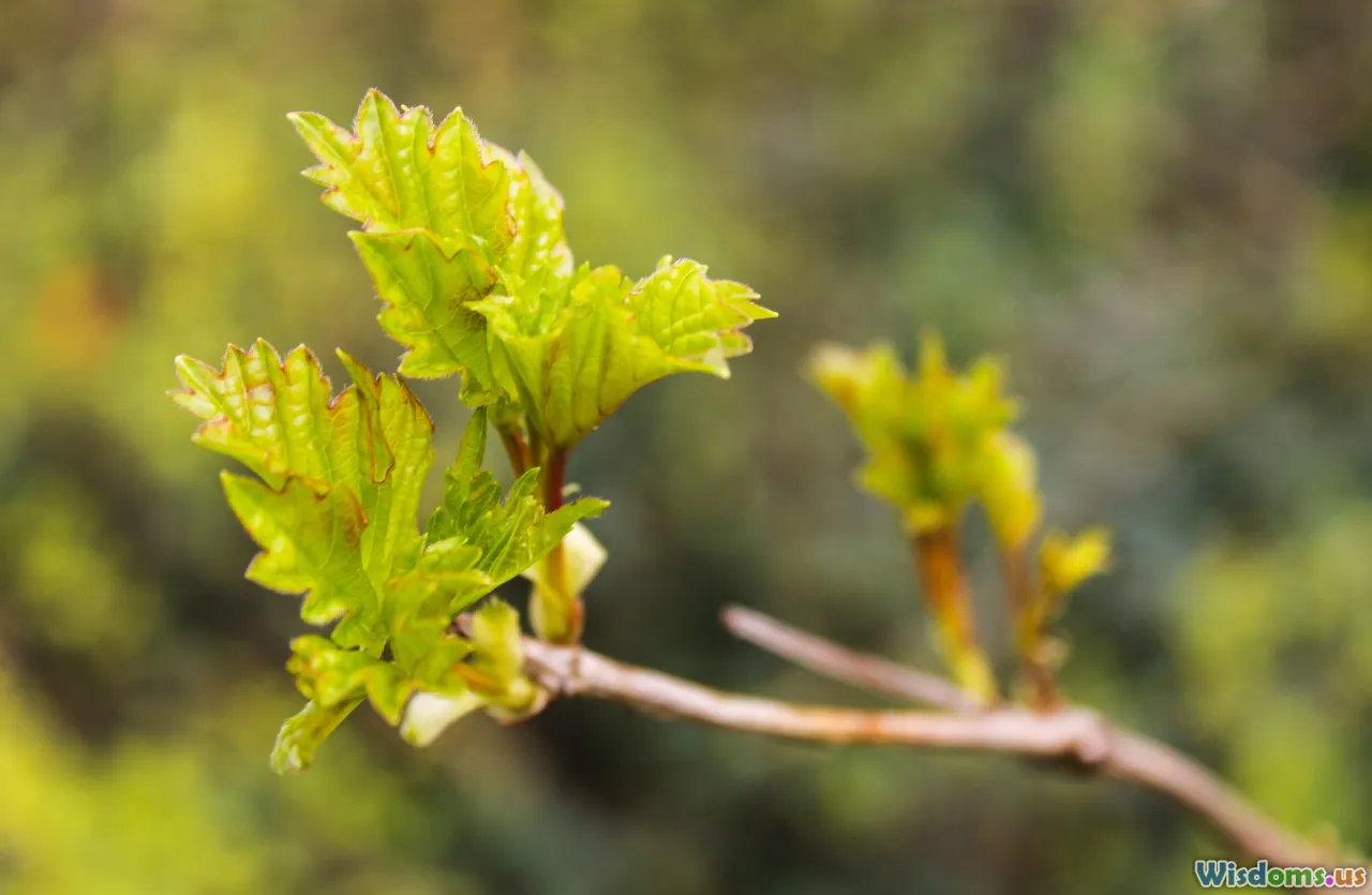 stopwords, stemming, lemmatization