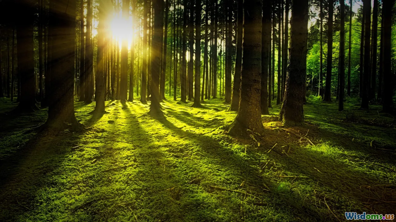 sunrise forest, hopeful future, lush landscape, sustainability