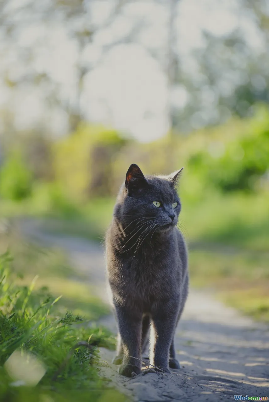 TNR, community cats, spay-neuter, outdoor cats