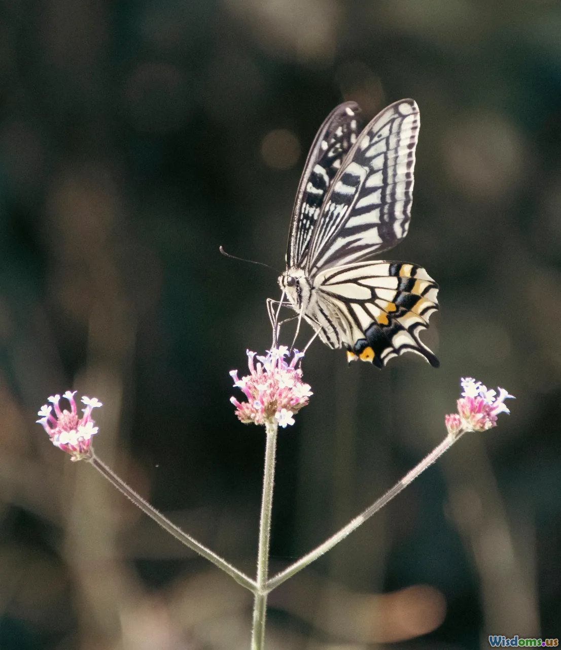 wildflowers, butterflies, pollinators, native garden