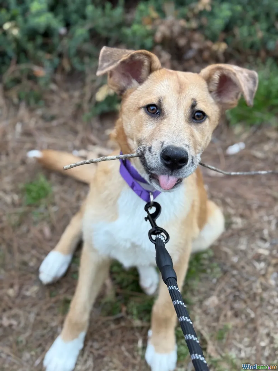 animal behavior, dog training, rescue cats, animal transformation