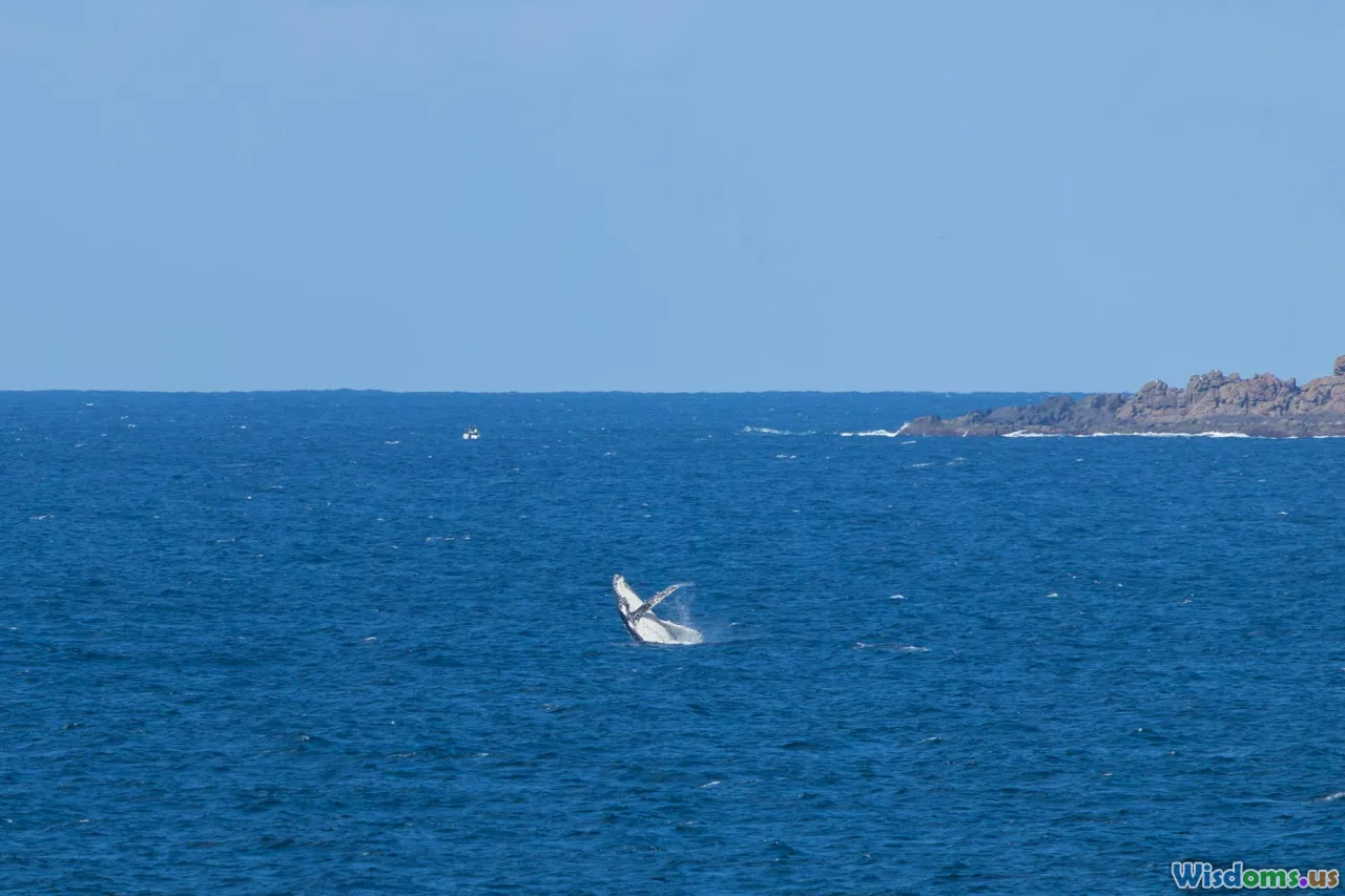 conservation conflict, marine policy, whale encounters