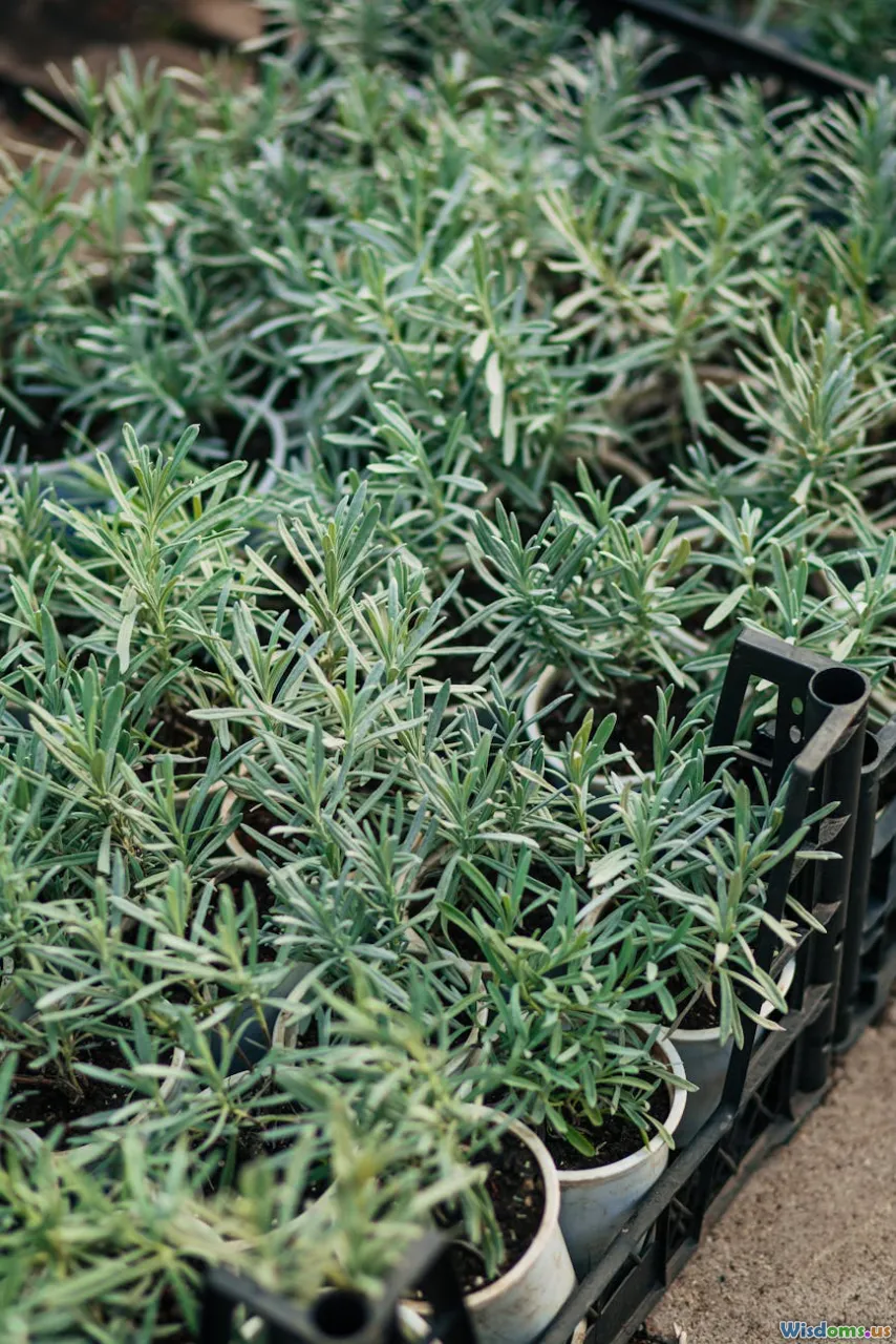 herb seedlings, transplanting, garden design