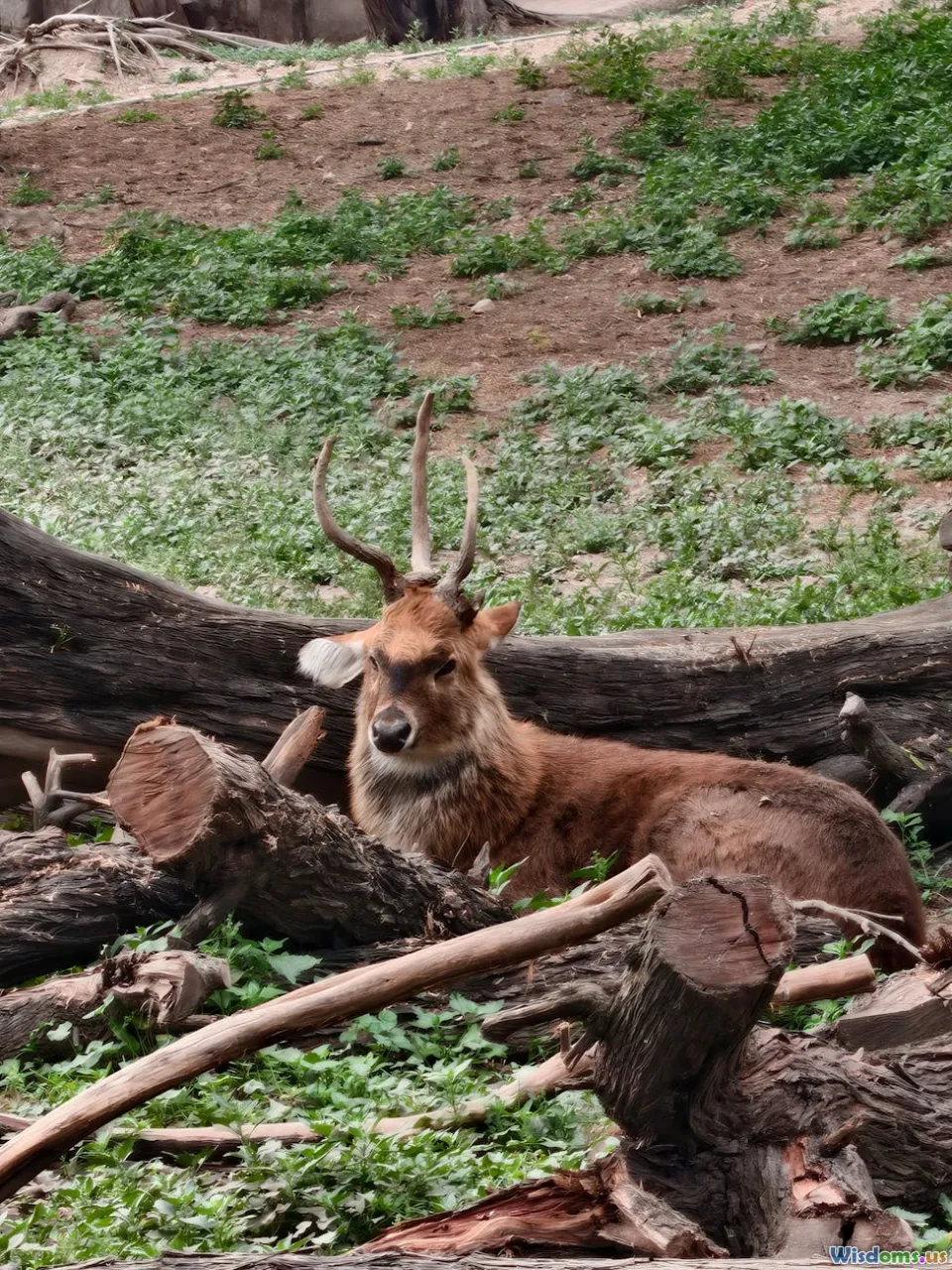 metrics, logs, traces, observability