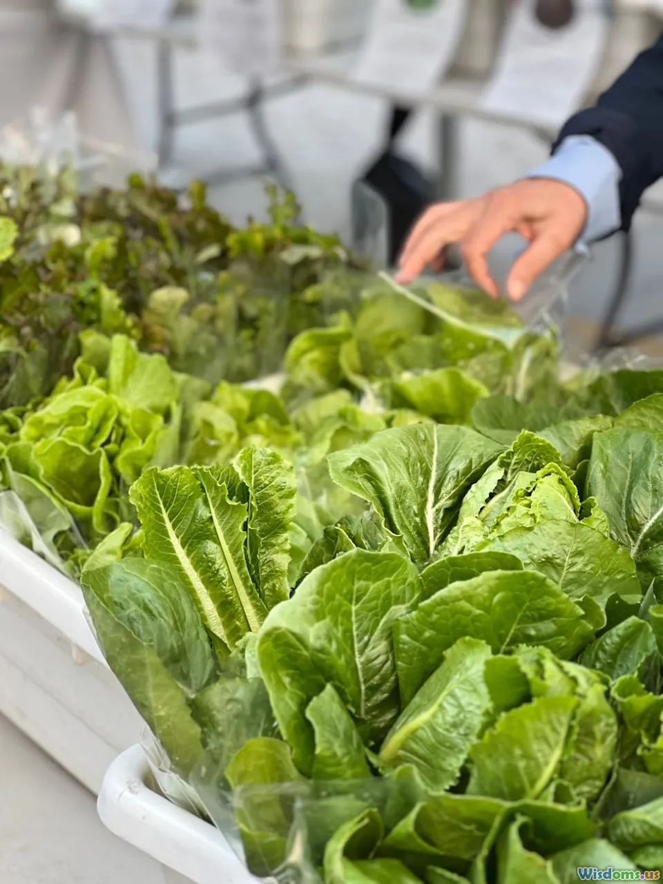 produce selection, farmers market, fresh salad options