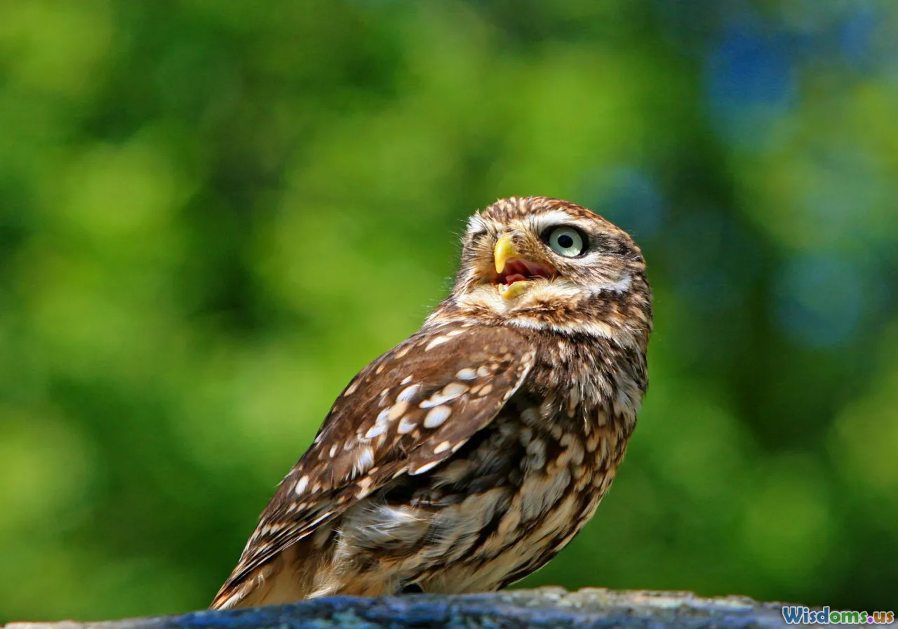 raptor vs songbird, bird interactions, ecosystem comparison