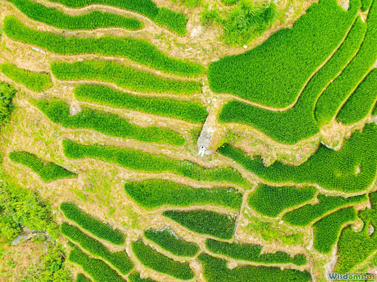 release-cages, animal-enclosures, soft-release, fieldwork